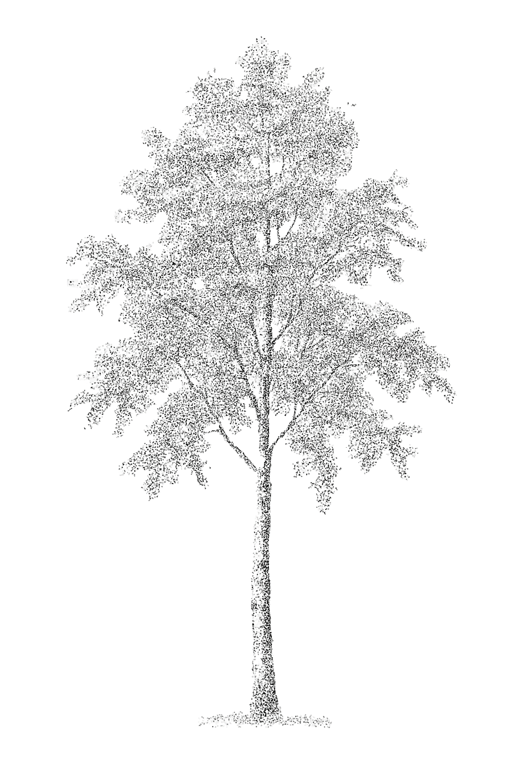 42 PNG Tree and Shrub Elevations