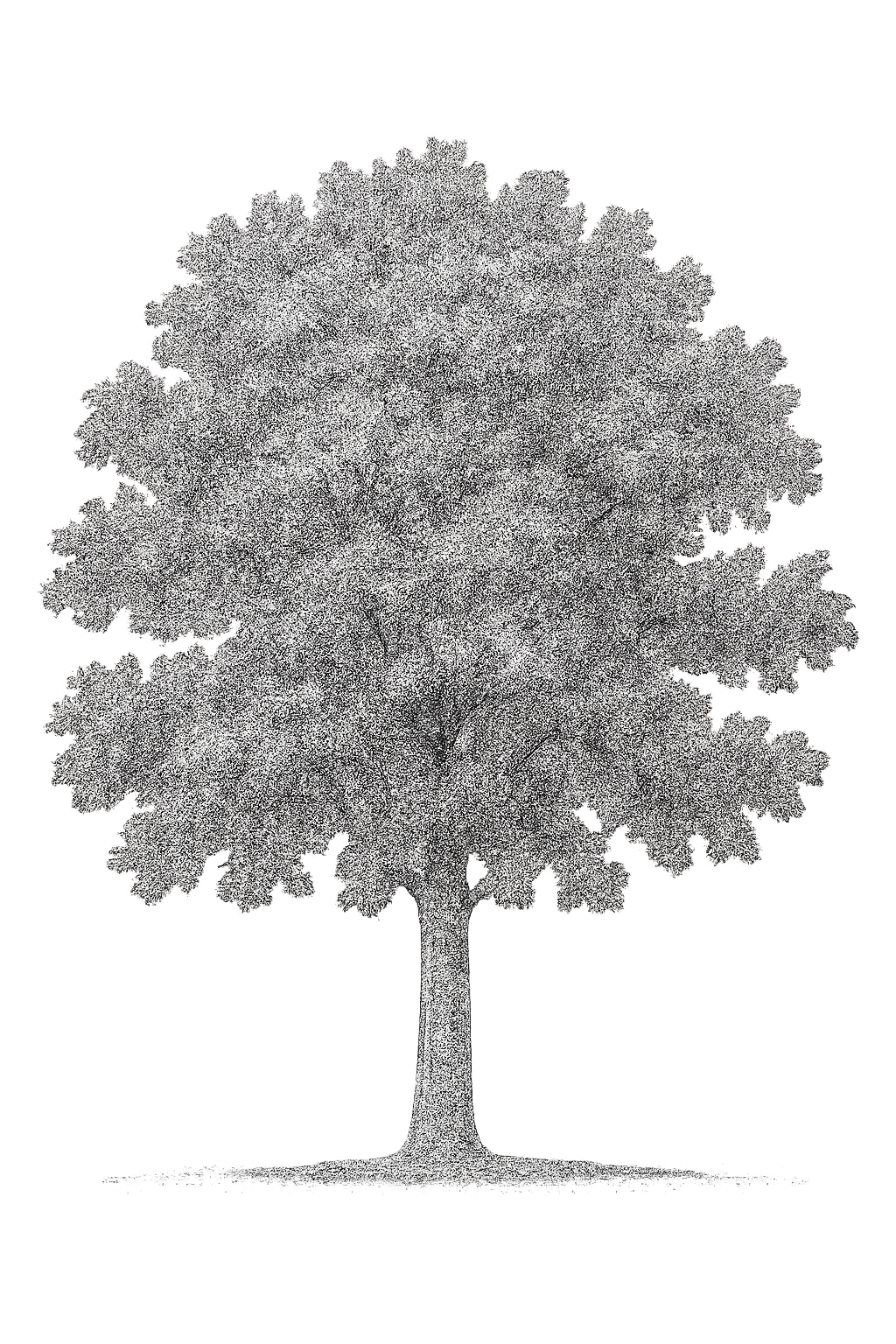 42 PNG Tree and Shrub Elevations