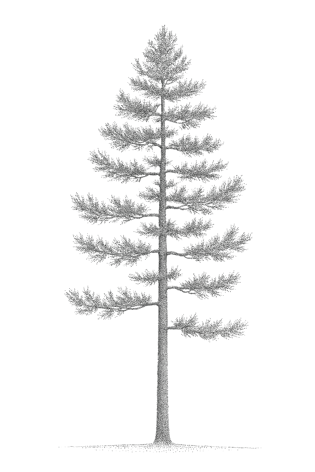 42 PNG Tree and Shrub Elevations