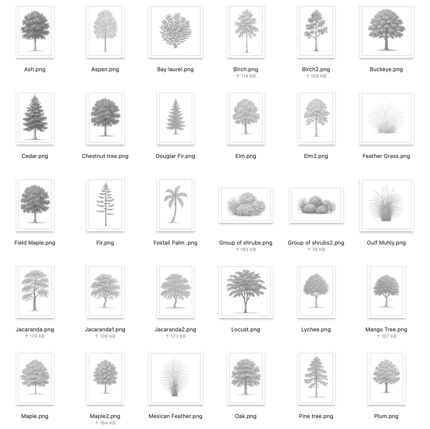 42 PNG Tree and Shrub Elevations