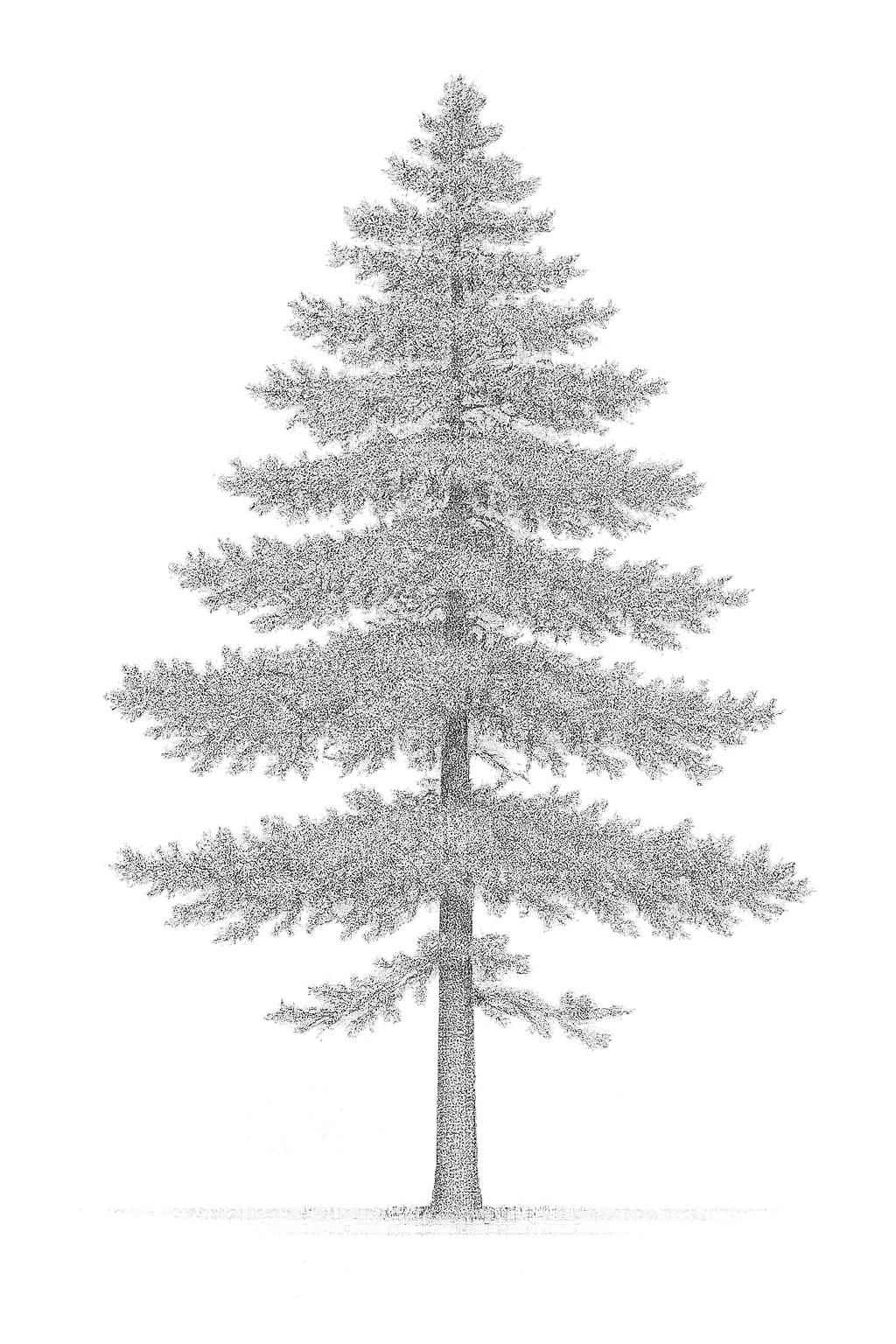42 PNG Tree and Shrub Elevations
