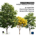 High-Resolution Cutout PNG Trees (50 Species, 60 PNG) | Common & Scientific Names | Architecture & Landscape Visualization Pack