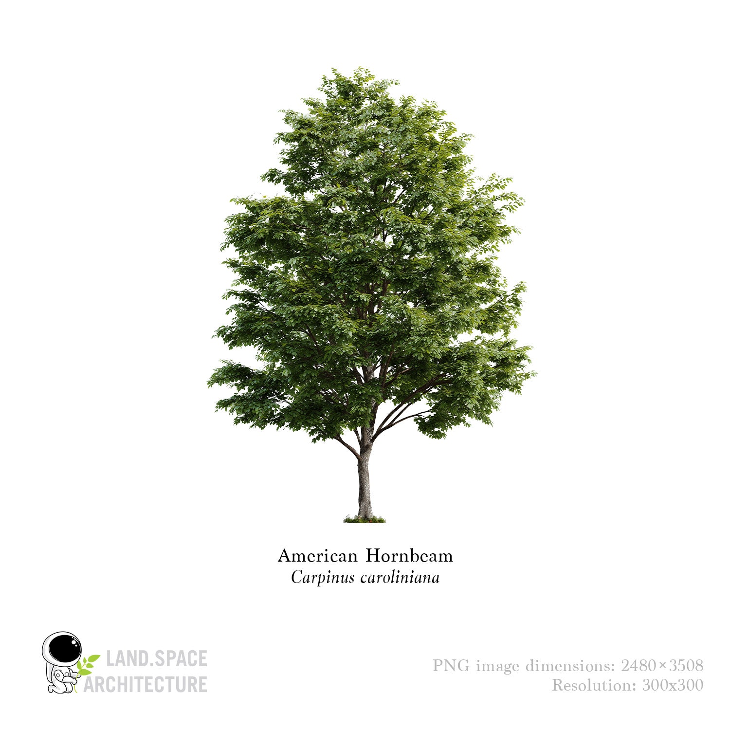 American Hornbeam