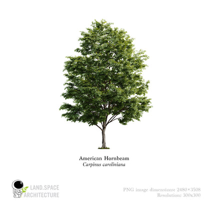 American Hornbeam