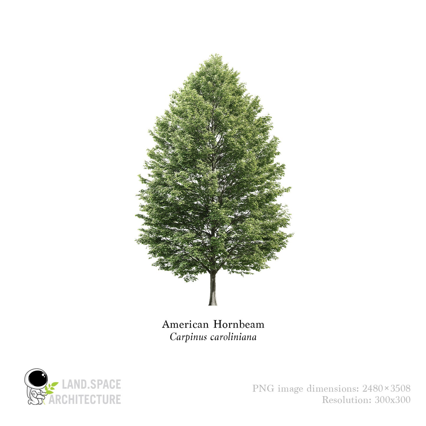 American Hornbeam