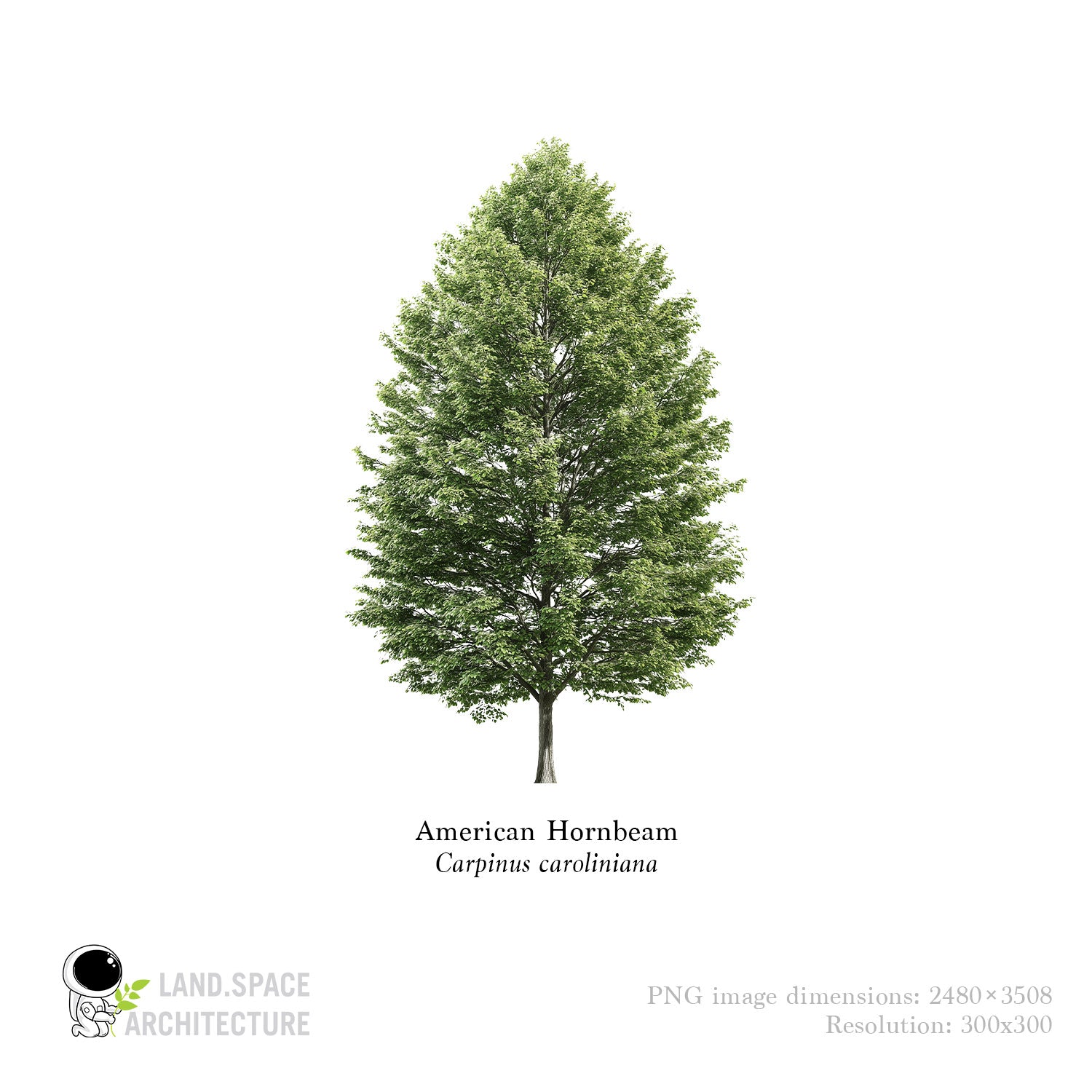American Hornbeam