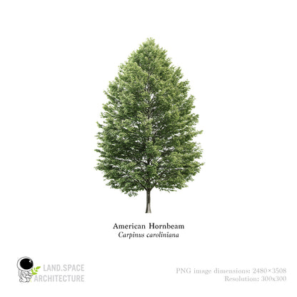 American Hornbeam