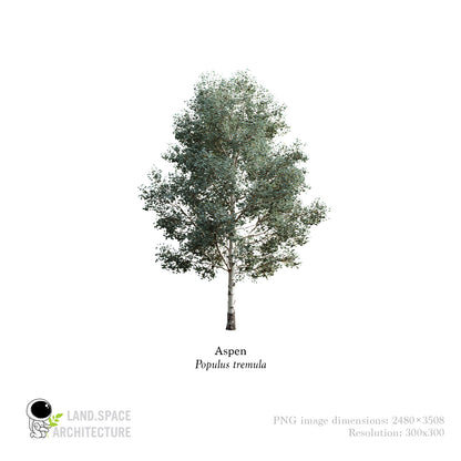 Aspen
Cut-Out Tree