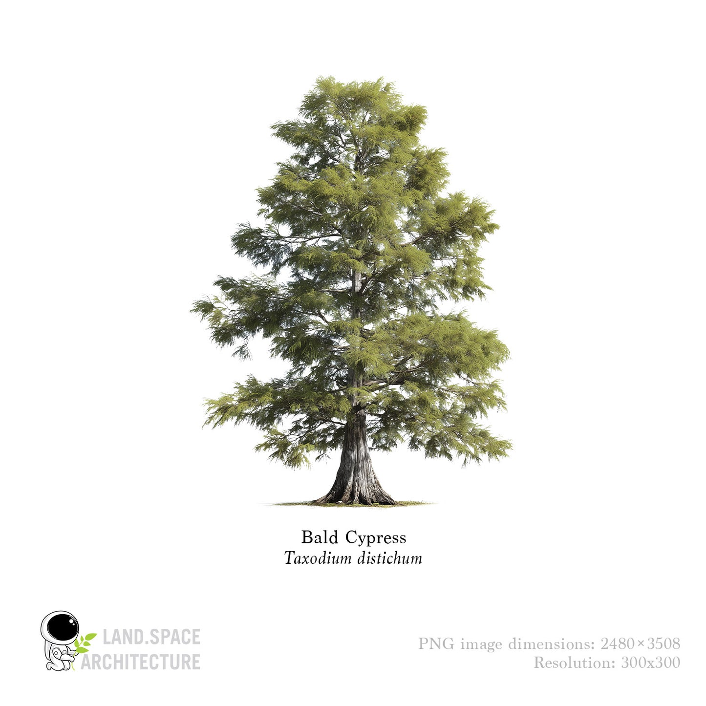 Bald Cypress