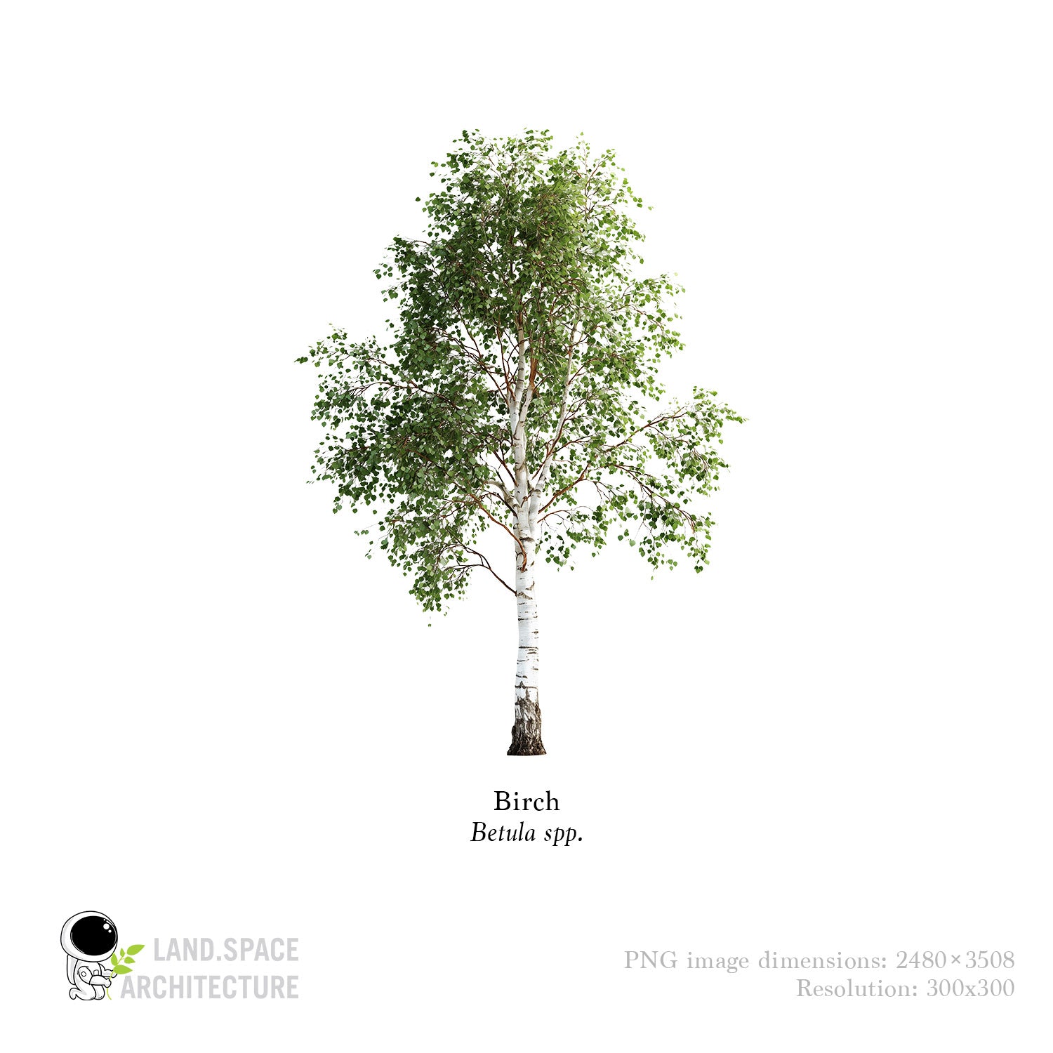 Birch