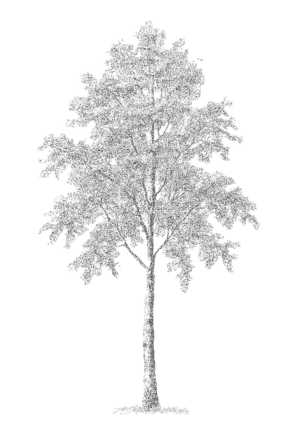 42 PNG Tree and Shrub Elevations