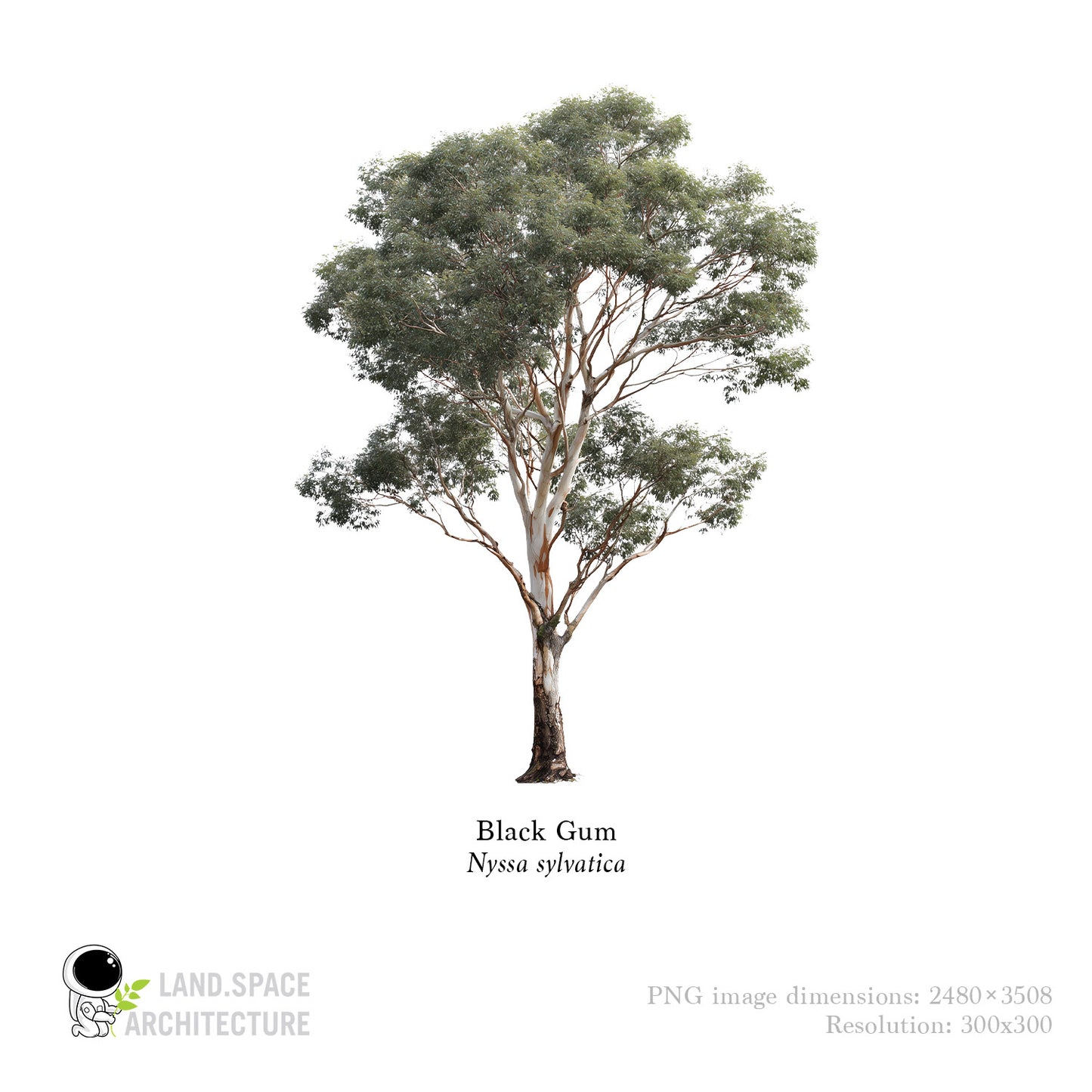 High-Resolution Cutout PNG Trees (50 Species, 60 PNG) | Common & Scientific Names | Architecture & Landscape Visualization Pack