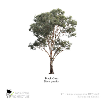 High-Resolution Cutout PNG Trees (50 Species, 60 PNG) | Common & Scientific Names | Architecture & Landscape Visualization Pack