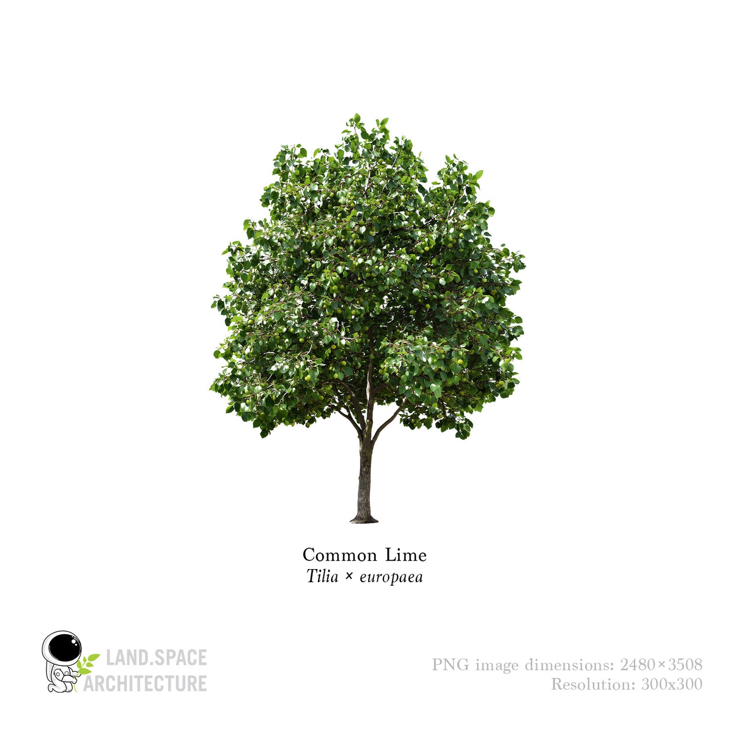 High-Resolution Cutout PNG Trees (50 Species, 60 PNG) | Common & Scientific Names | Architecture & Landscape Visualization Pack