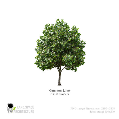 High-Resolution Cutout PNG Trees (50 Species, 60 PNG) | Common & Scientific Names | Architecture & Landscape Visualization Pack