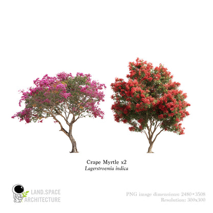 High-Resolution Cutout PNG Trees (50 Species, 60 PNG) | Common & Scientific Names | Architecture & Landscape Visualization Pack