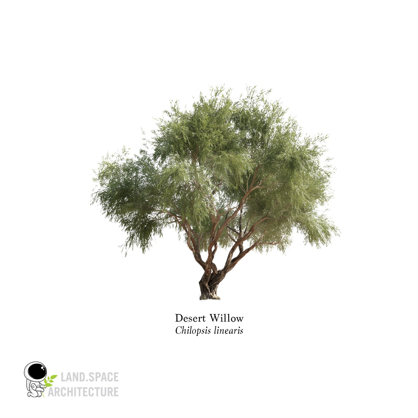 High-Resolution Cutout PNG Trees (50 Species, 60 PNG) | Common & Scientific Names | Architecture & Landscape Visualization Pack