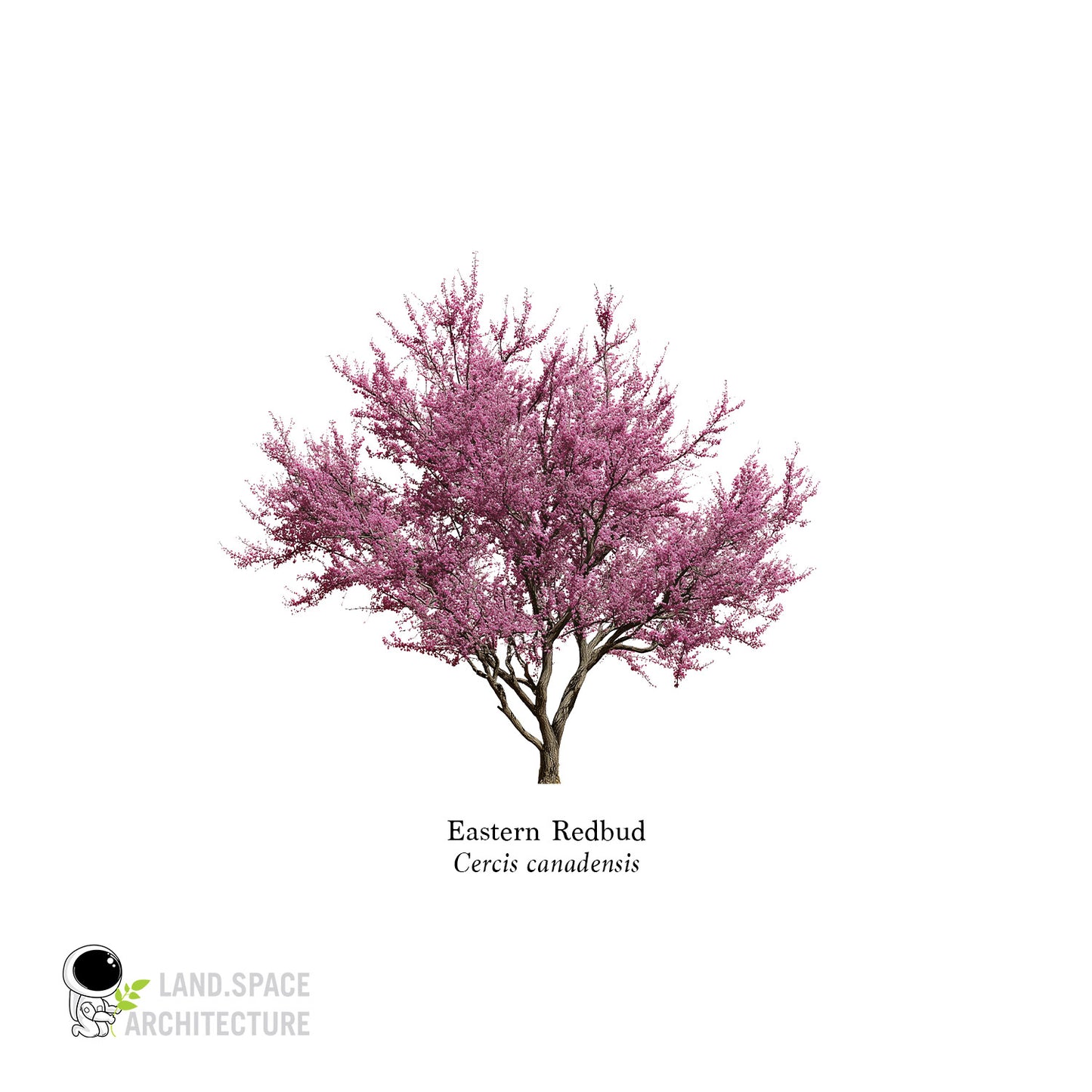 High-Resolution Cutout PNG Trees (50 Species, 60 PNG) | Common & Scientific Names | Architecture & Landscape Visualization Pack