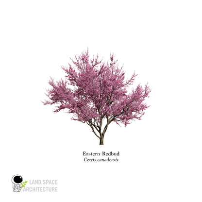 High-Resolution Cutout PNG Trees (50 Species, 60 PNG) | Common & Scientific Names | Architecture & Landscape Visualization Pack