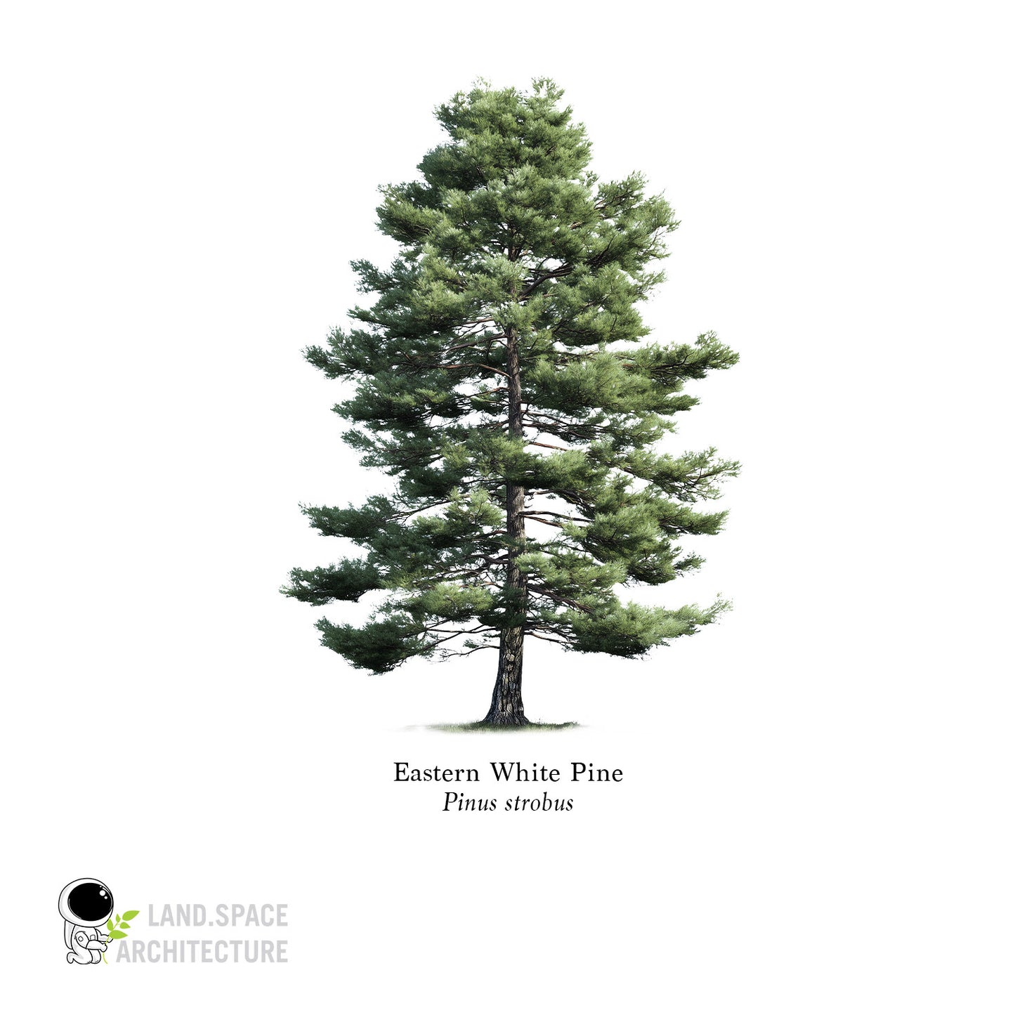 High-Resolution Cutout PNG Trees (50 Species, 60 PNG) | Common & Scientific Names | Architecture & Landscape Visualization Pack