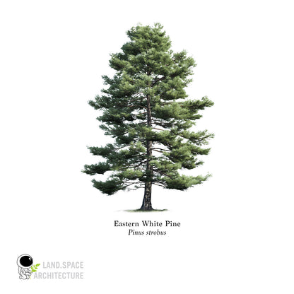 High-Resolution Cutout PNG Trees (50 Species, 60 PNG) | Common & Scientific Names | Architecture & Landscape Visualization Pack