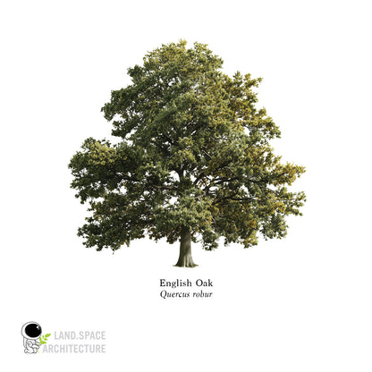 High-Resolution Cutout PNG Trees (50 Species, 60 PNG) | Common & Scientific Names | Architecture & Landscape Visualization Pack