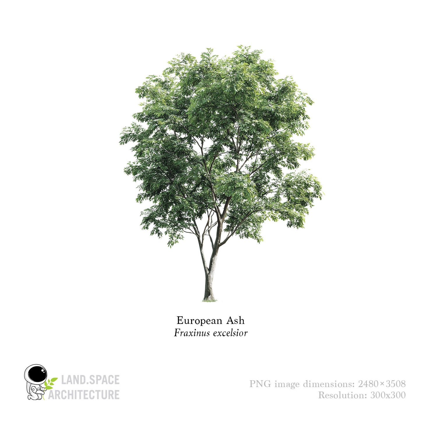 High-Resolution Cutout PNG Trees (50 Species, 60 PNG) | Common & Scientific Names | Architecture & Landscape Visualization Pack