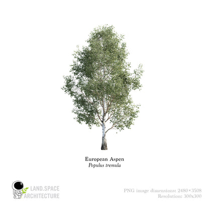 European_Aspen