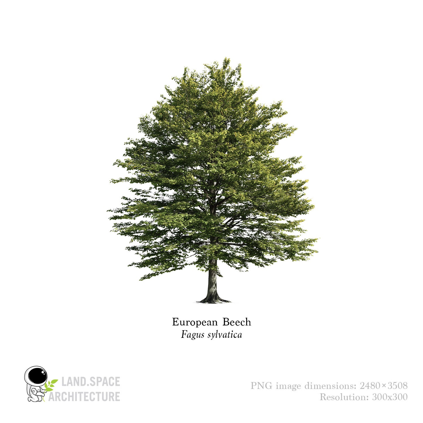 High-Resolution Cutout PNG Trees (50 Species, 60 PNG) | Common & Scientific Names | Architecture & Landscape Visualization Pack