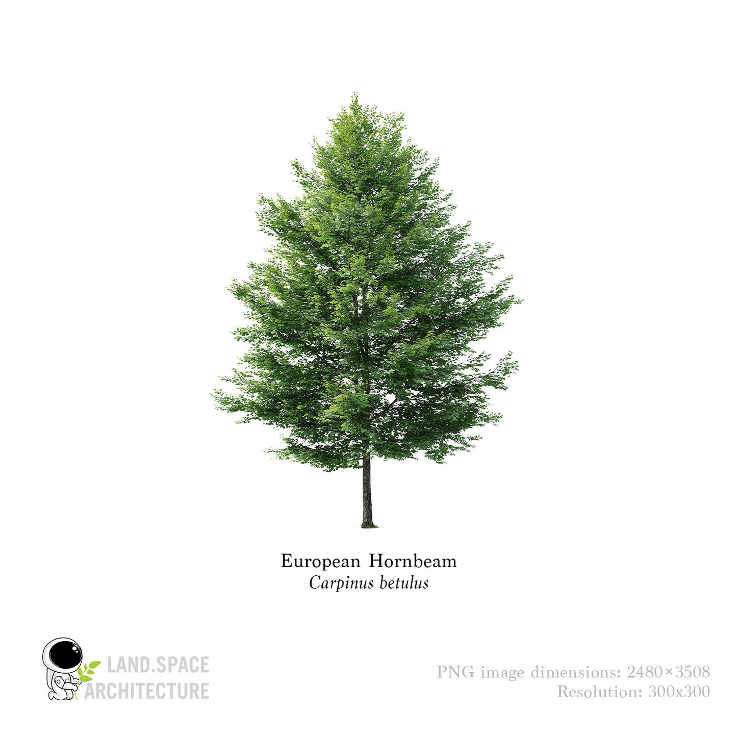 High-Resolution Cutout PNG Trees (50 Species, 60 PNG) | Common & Scientific Names | Architecture & Landscape Visualization Pack
