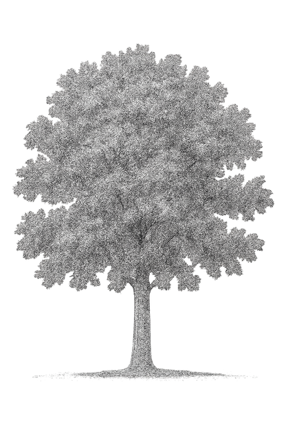 42 PNG Tree and Shrub Elevations