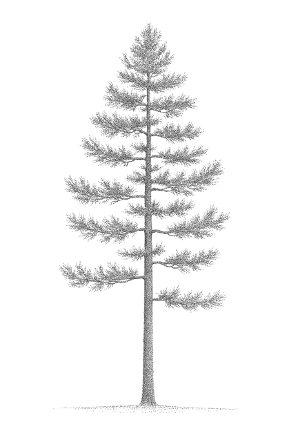 42 PNG Tree and Shrub Elevations
