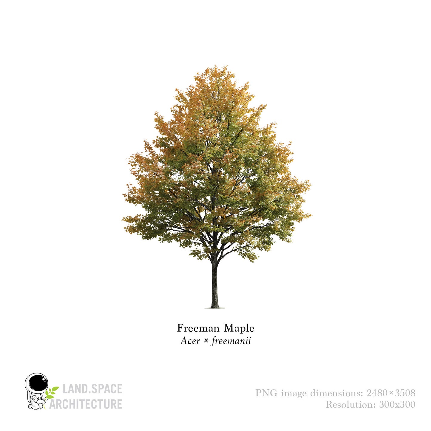 High-Resolution Cutout PNG Trees (50 Species, 60 PNG) | Common & Scientific Names | Architecture & Landscape Visualization Pack