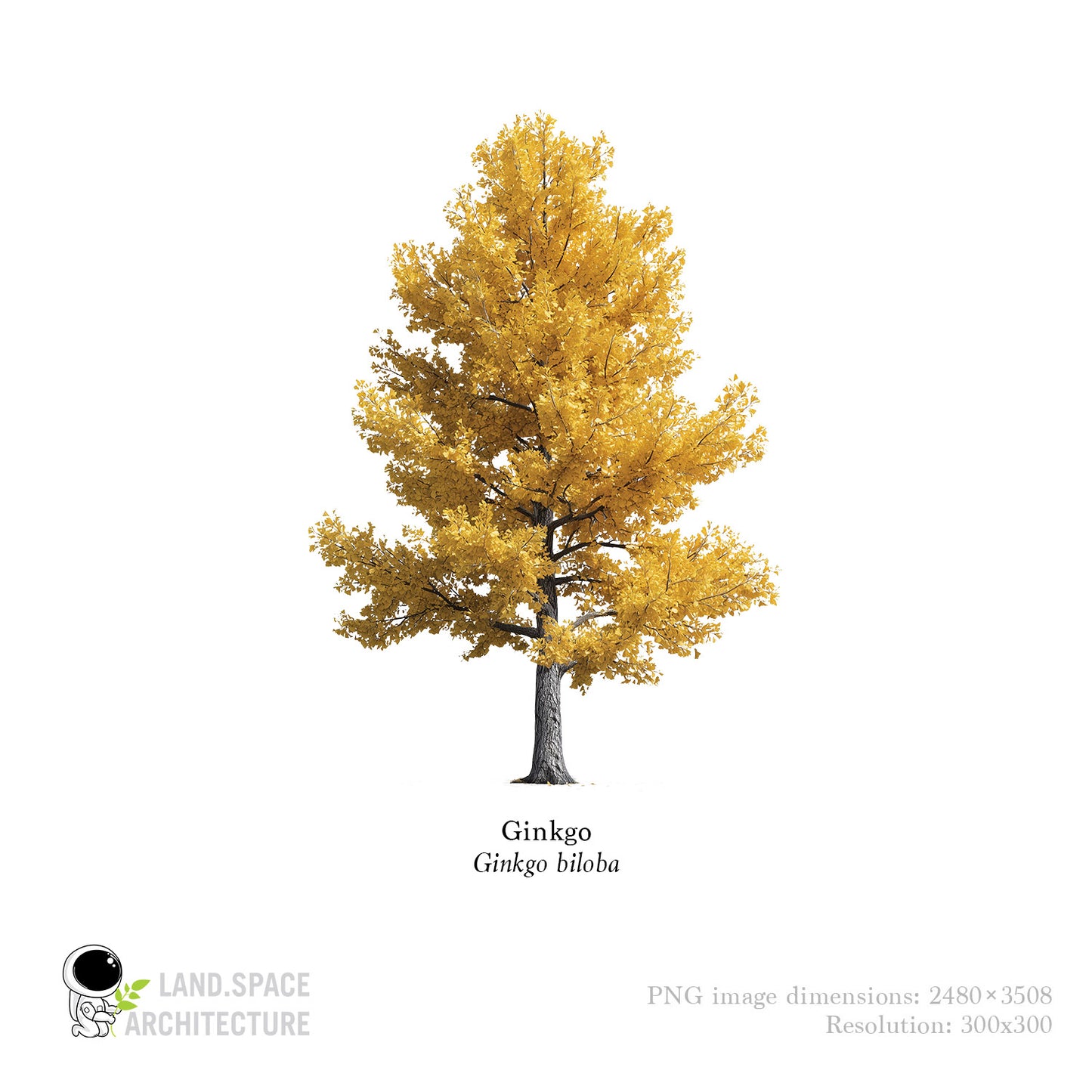 High-Resolution Cutout PNG Trees (50 Species, 60 PNG) | Common & Scientific Names | Architecture & Landscape Visualization Pack