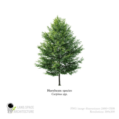 High-Resolution Cutout PNG Trees (50 Species, 60 PNG) | Common & Scientific Names | Architecture & Landscape Visualization Pack