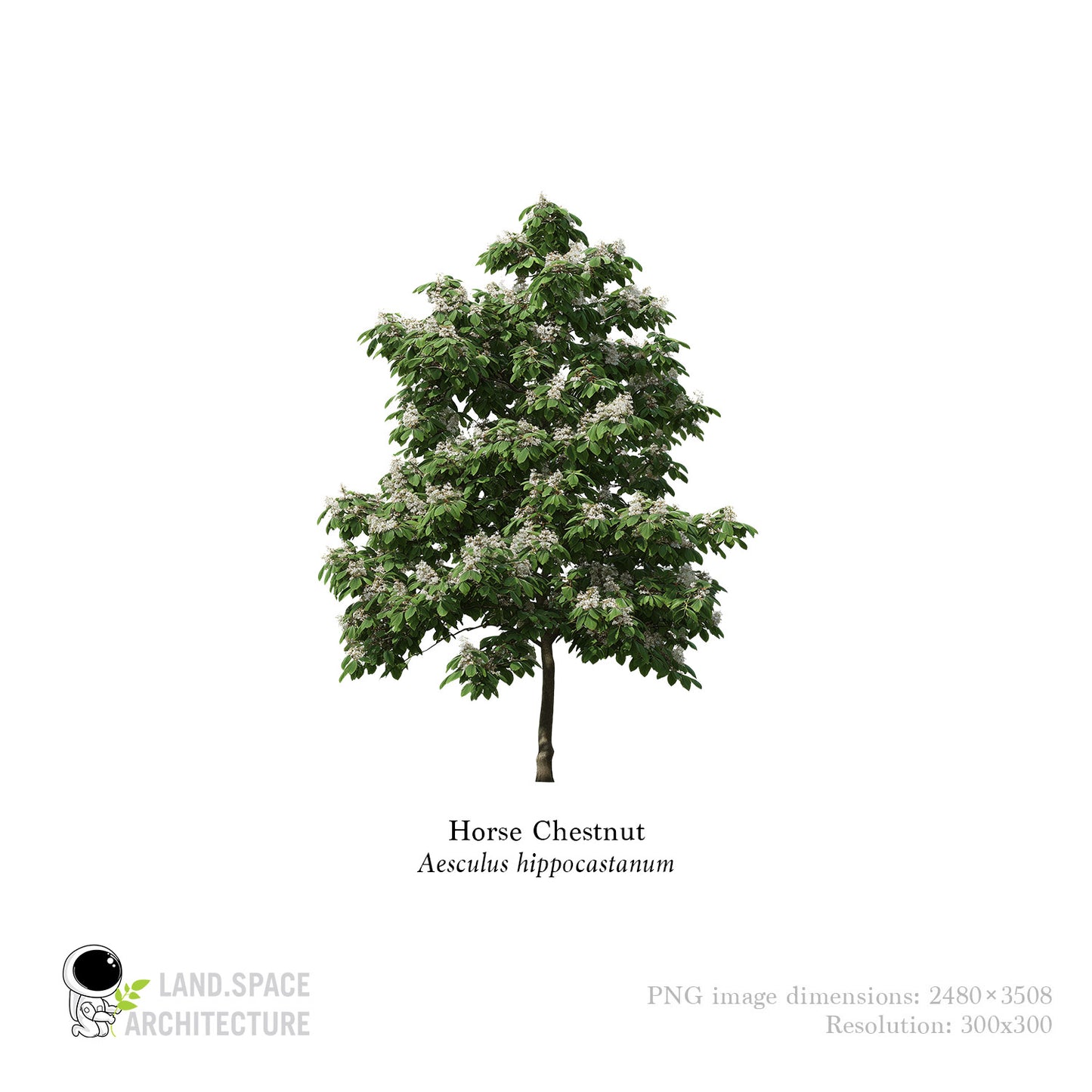 High-Resolution Cutout PNG Trees (50 Species, 60 PNG) | Common & Scientific Names | Architecture & Landscape Visualization Pack