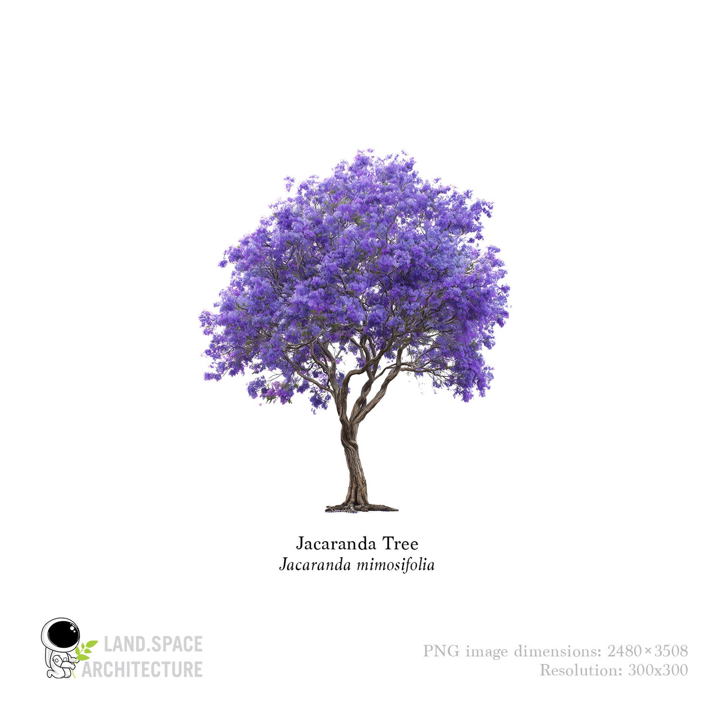 High-Resolution Cutout PNG Trees (50 Species, 60 PNG) | Common & Scientific Names | Architecture & Landscape Visualization Pack