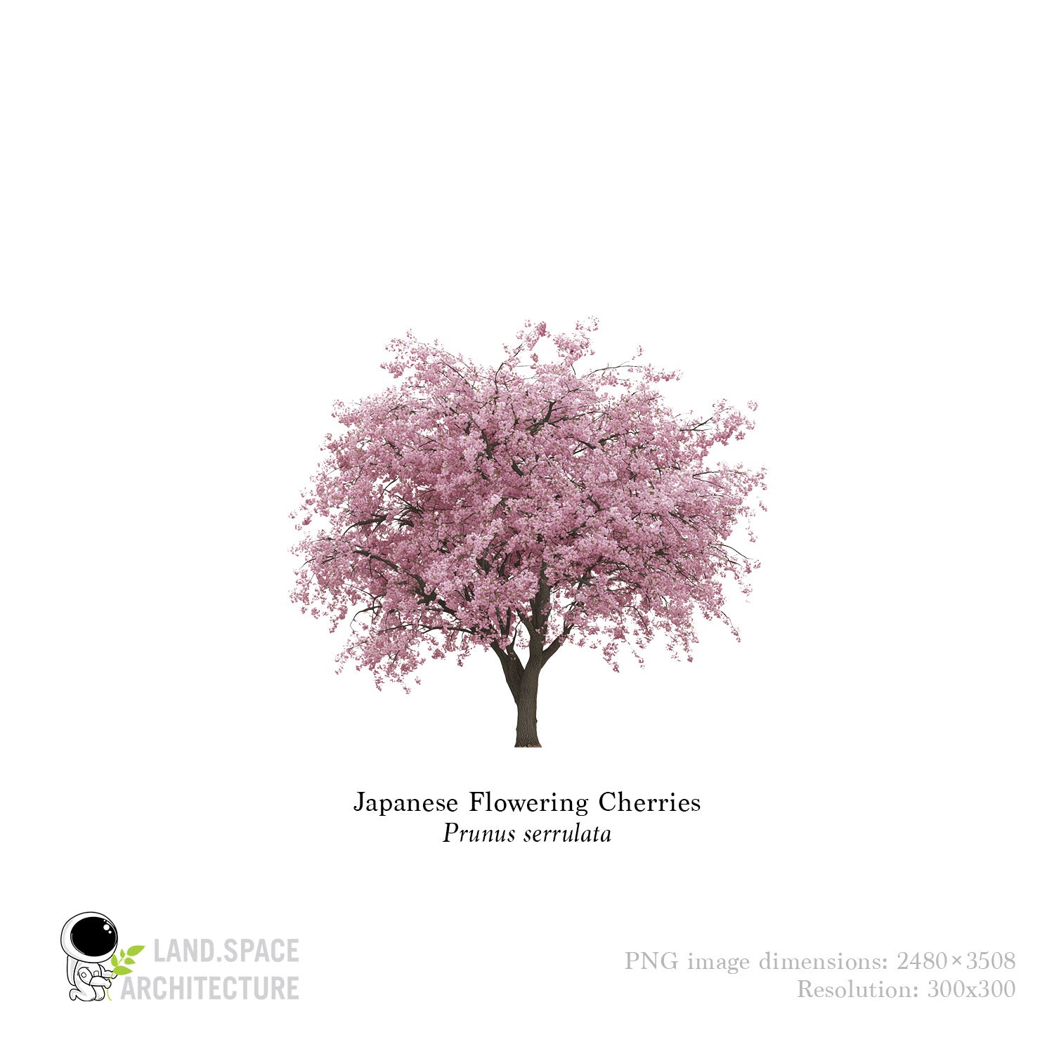 Japanese_Flowering_Cherries