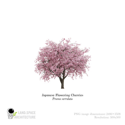 Japanese_Flowering_Cherries