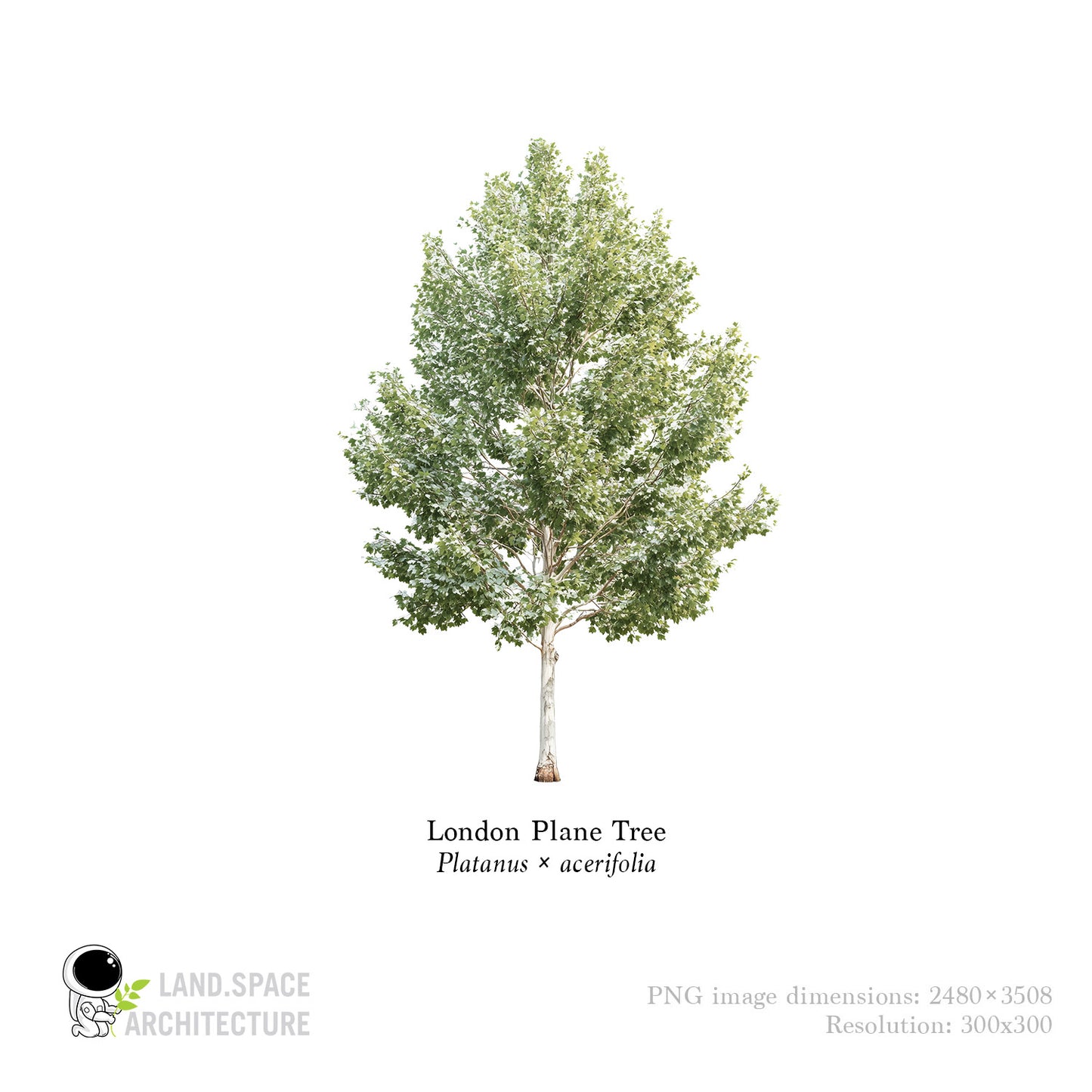 High-Resolution Cutout PNG Trees (50 Species, 60 PNG) | Common & Scientific Names | Architecture & Landscape Visualization Pack