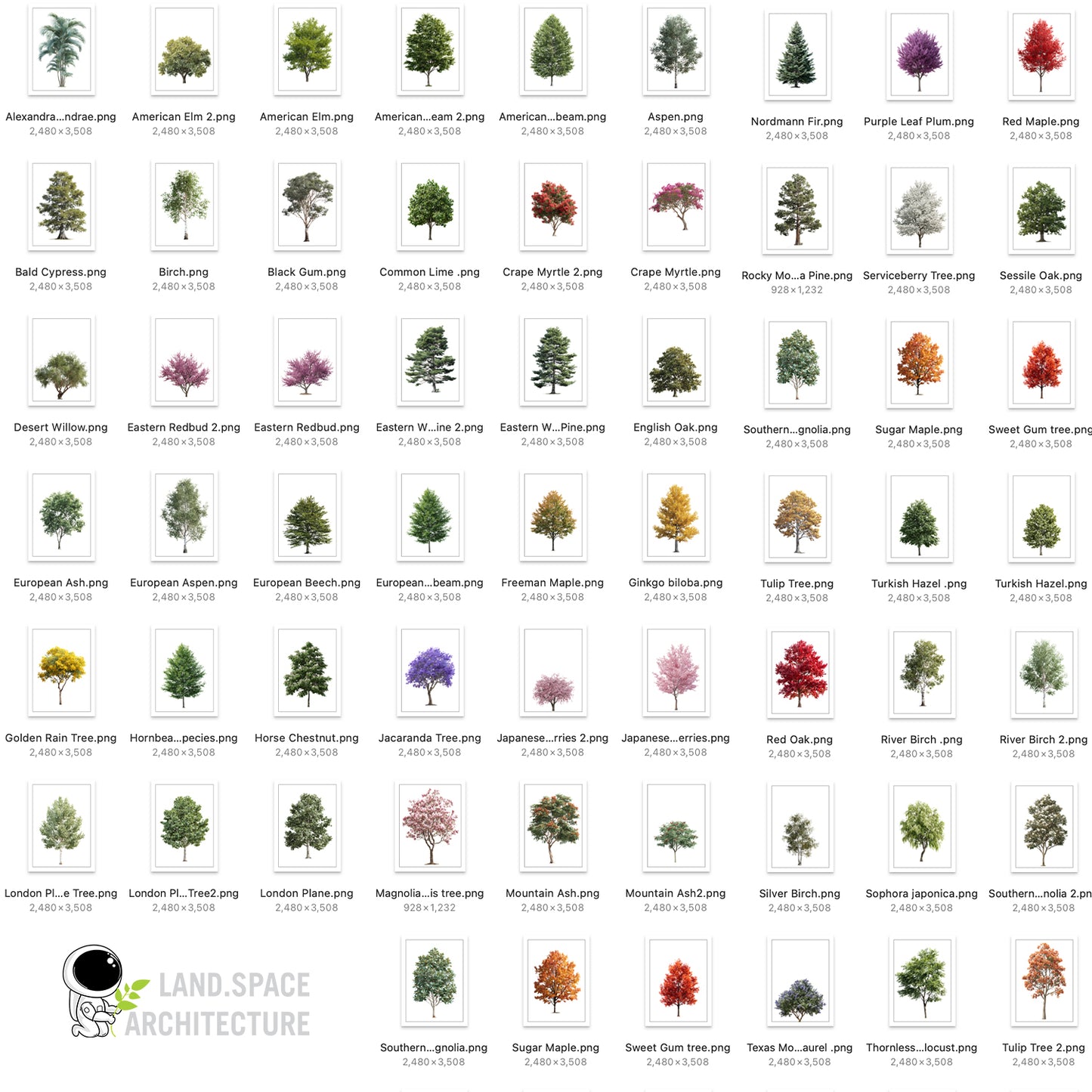 High-Resolution Cutout PNG Trees (50 Species, 60 PNG) | Common & Scientific Names | Architecture & Landscape Visualization Pack