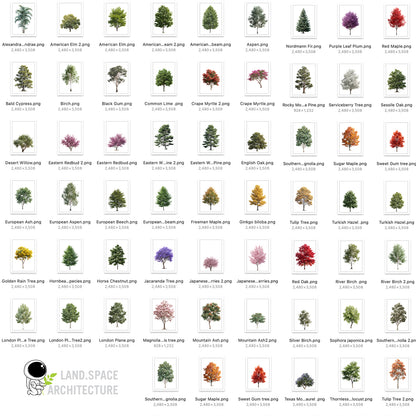 High-Resolution Cutout PNG Trees (50 Species, 60 PNG) | Common & Scientific Names | Architecture & Landscape Visualization Pack