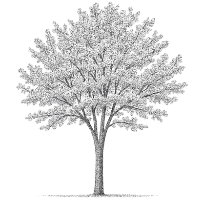 42 PNG Tree and Shrub Elevations
