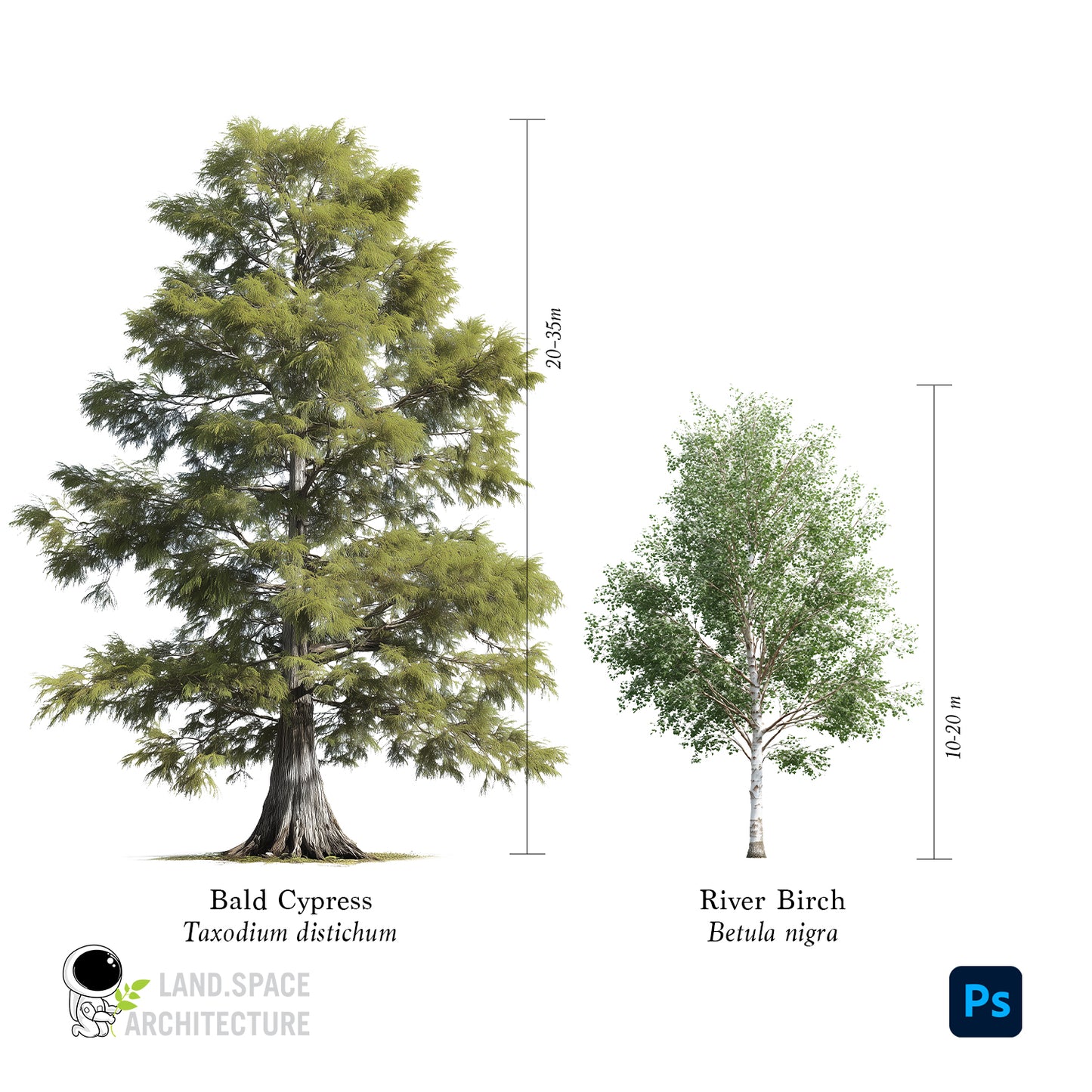 High-Resolution Cutout PNG Trees (50 Species, 60 PNG) | Common & Scientific Names | Architecture & Landscape Visualization Pack