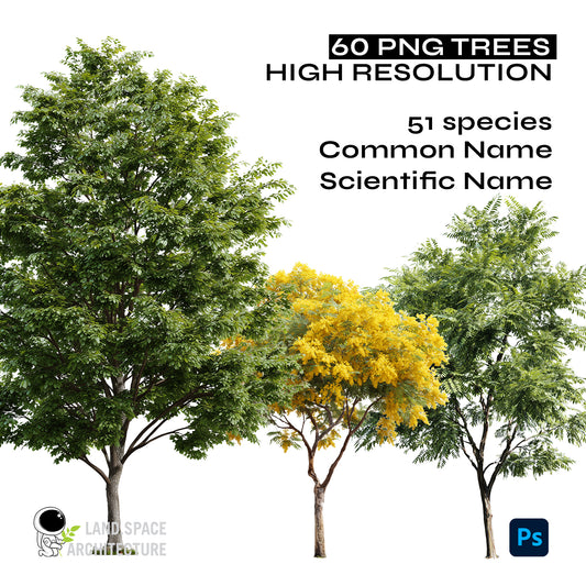 High-Resolution Cutout PNG Trees (50 Species, 60 PNG) | Common & Scientific Names | Architecture & Landscape Visualization Pack