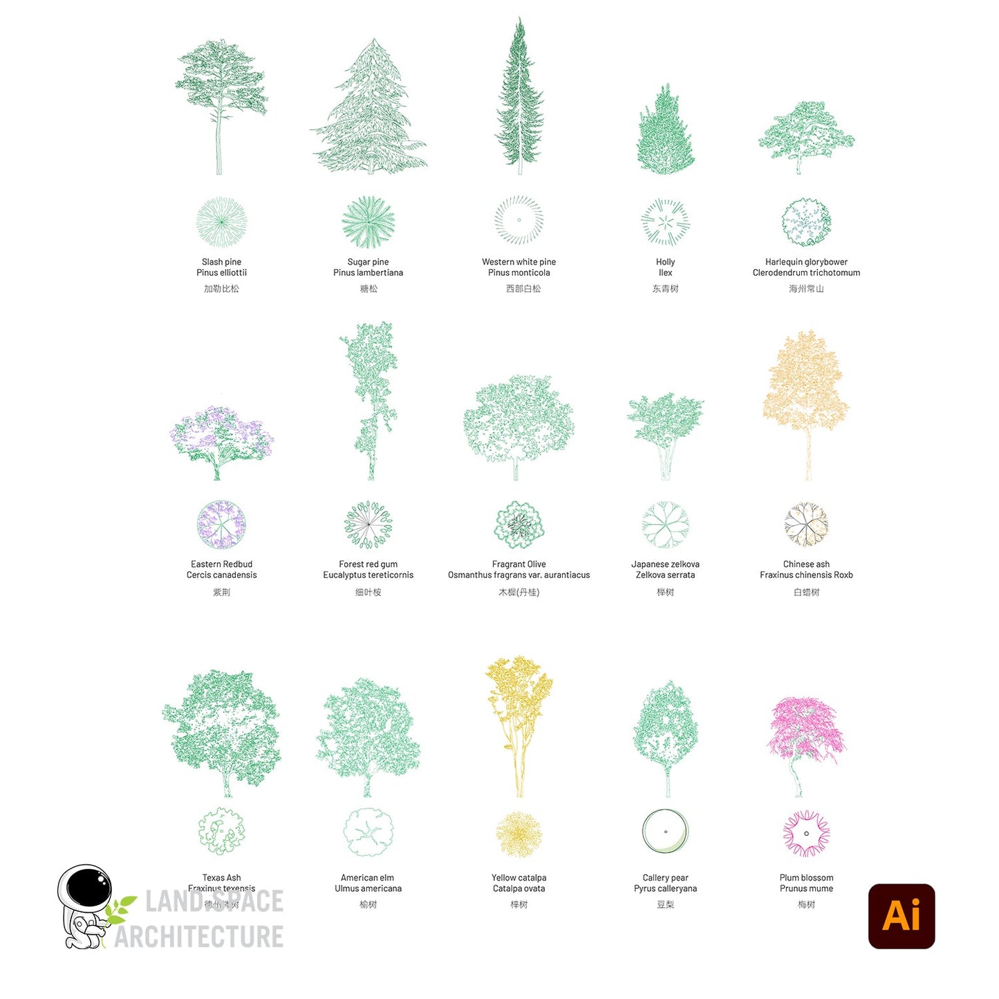 Vector Plants Top View and Elevations with Common and Scientific Names - Landscape Architecture